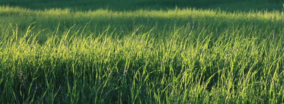 A ladybug standing on some grass